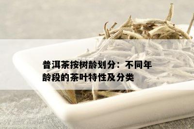 普洱茶按树龄划分：不同年龄段的茶叶特性及分类