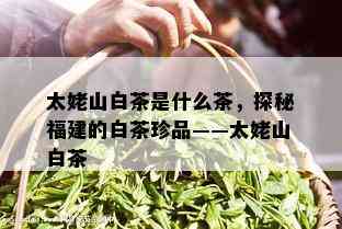 太姥山白茶是什么茶，探秘福建的白茶珍品——太姥山白茶