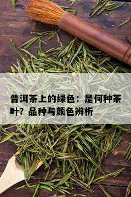 普洱茶上的绿色：是何种茶叶？品种与颜色辨析