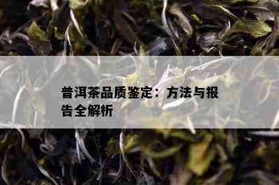 普洱茶品质鉴定：方法与报告全解析