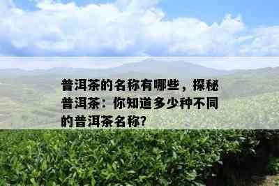 普洱茶的名称有哪些，探秘普洱茶：你知道多少种不同的普洱茶名称？