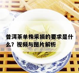 普洱茶单株采摘的要求是什么？视频与图片解析