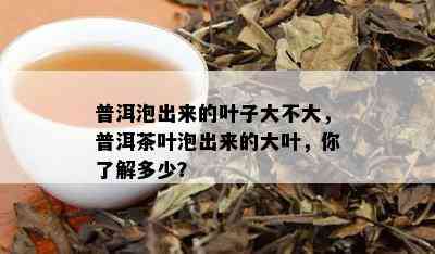 普洱泡出来的叶子大不大，普洱茶叶泡出来的大叶，你了解多少？