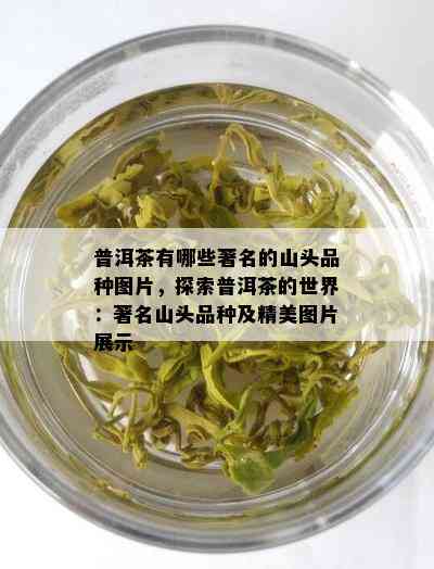 普洱茶有哪些著名的山头品种图片，探索普洱茶的世界：著名山头品种及精美图片展示