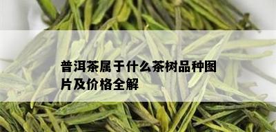 普洱茶属于什么茶树品种图片及价格全解