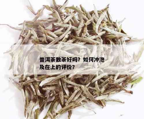 普洱茶散茶好吗？如何冲泡及在上的评价？