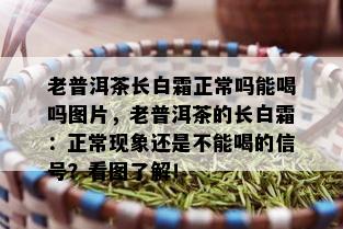 老普洱茶长白霜正常吗能喝吗图片，老普洱茶的长白霜：正常现象还是不能喝的信号？看图了解！