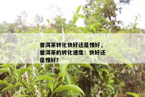 普洱茶转化快好还是慢好，普洱茶的转化速度：快好还是慢好？