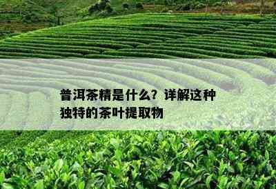 普洱茶精是什么？详解这种独特的茶叶提取物