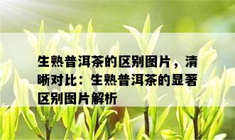 生熟普洱茶的区别图片，清晰对比：生熟普洱茶的显著区别图片解析