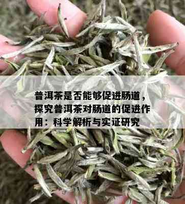 普洱茶是否能够促进肠道，探究普洱茶对肠道的促进作用：科学解析与实证研究