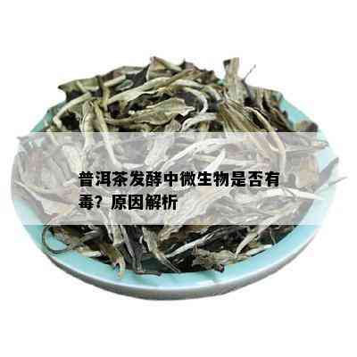 普洱茶发酵中微生物是否有？原因解析