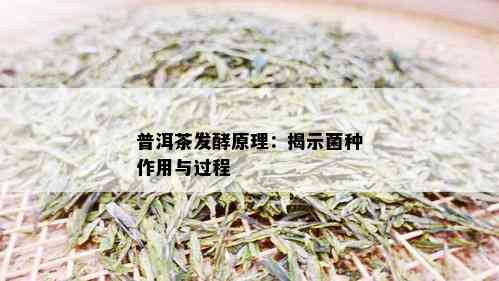 普洱茶发酵原理：揭示菌种作用与过程