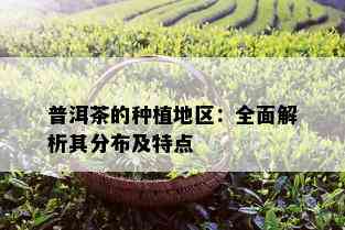 普洱茶的种植地区：全面解析其分布及特点