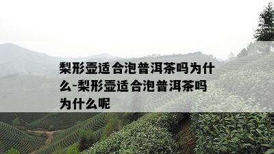 梨形壶适合泡普洱茶吗为什么-梨形壶适合泡普洱茶吗为什么呢