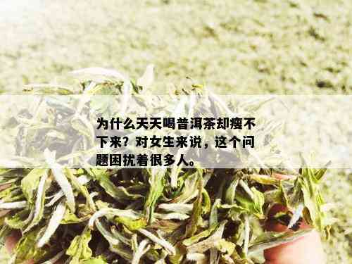 为什么天天喝普洱茶却瘦不下来？对女生来说，这个问题困扰着很多人。