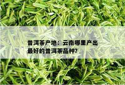 普洱茶产地：云南哪里产出更好的普洱茶品种？