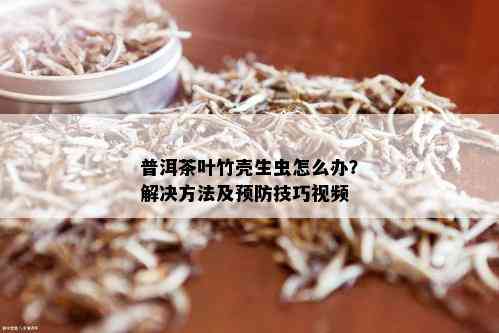 普洱茶叶竹壳生虫怎么办？解决方法及预防技巧视频