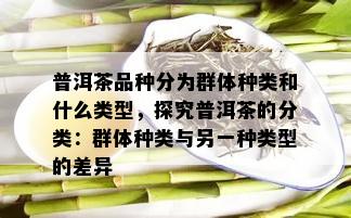 普洱茶品种分为群体种类和什么类型，探究普洱茶的分类：群体种类与另一种类型的差异