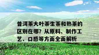 普洱茶大叶茶生茶和熟茶的区别在哪？从原料、制作工艺、口感等方面全面解析