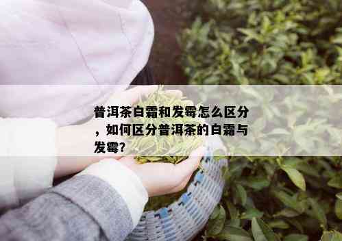 普洱茶白霜和发霉怎么区分，如何区分普洱茶的白霜与发霉？