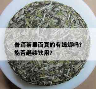 普洱茶里面真的有蟑螂吗？能否继续饮用？