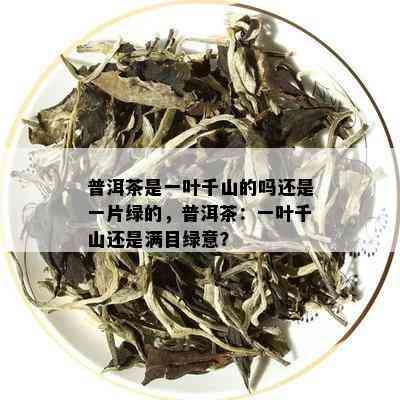 普洱茶是一叶千山的吗还是一片绿的，普洱茶：一叶千山还是满目绿意？