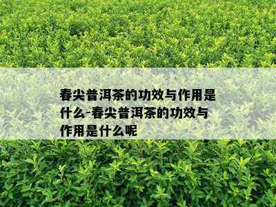 春尖普洱茶的功效与作用是什么-春尖普洱茶的功效与作用是什么呢