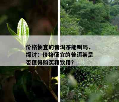 价格便宜的普洱茶能喝吗，探讨：价格便宜的普洱茶是否值得购买和饮用？