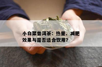 小白菜普洱茶：热量、减肥效果与是否适合饮用？