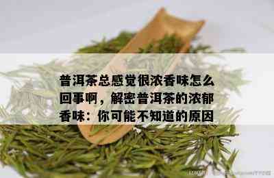 普洱茶总感觉很浓香味怎么回事啊，解密普洱茶的浓郁香味：你可能不知道的原因