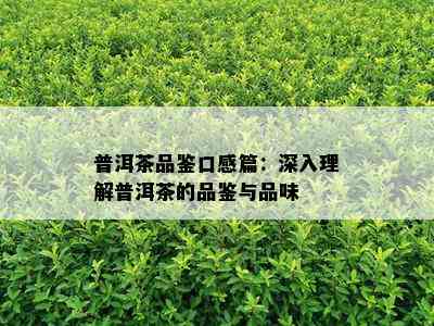 普洱茶品鉴口感篇：深入理解普洱茶的品鉴与品味