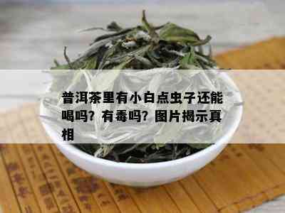 普洱茶里有小白点虫子还能喝吗？有吗？图片揭示真相