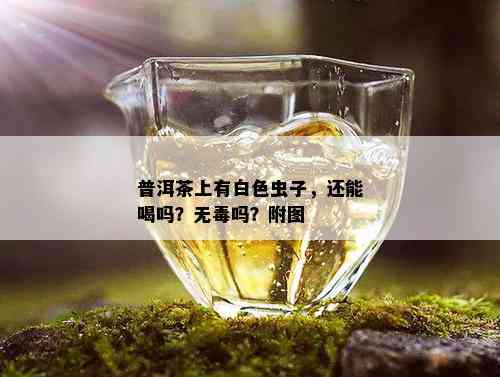 普洱茶上有白色虫子，还能喝吗？无吗？附图