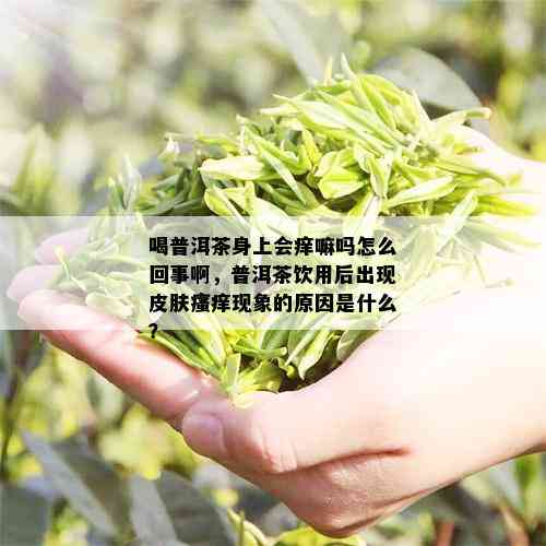 喝普洱茶身上会痒嘛吗怎么回事啊，普洱茶饮用后出现皮肤瘙痒现象的原因是什么？