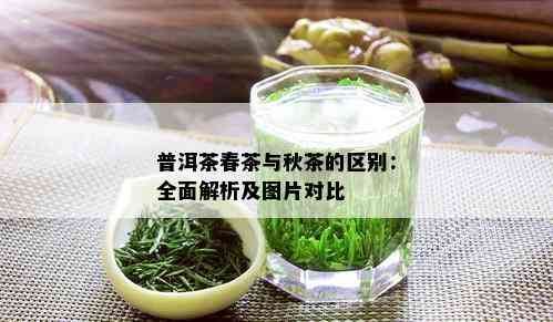 普洱茶春茶与秋茶的区别：全面解析及图片对比