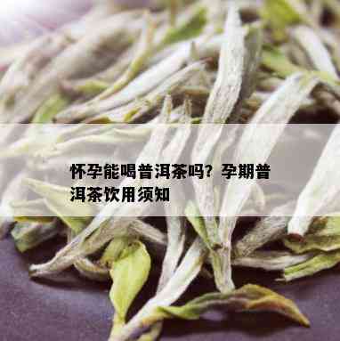 怀孕能喝普洱茶吗？孕期普洱茶饮用须知