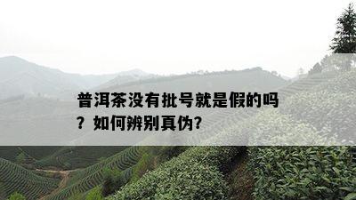 普洱茶没有批号就是假的吗？如何辨别真伪？