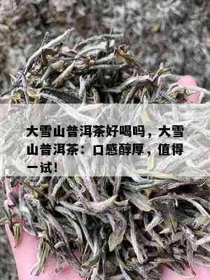 大雪山普洱茶好喝吗，大雪山普洱茶：口感醇厚，值得一试！