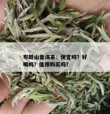 布朗山普洱茶：便宜吗？好喝吗？值得购买吗？