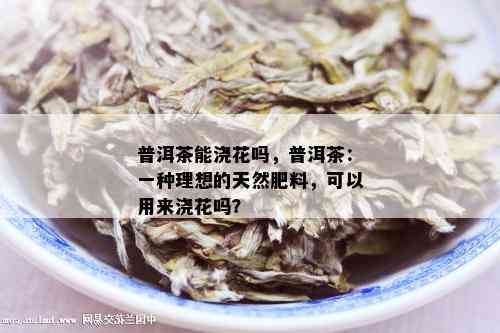 普洱茶能浇花吗，普洱茶：一种理想的天然肥料，可以用来浇花吗？