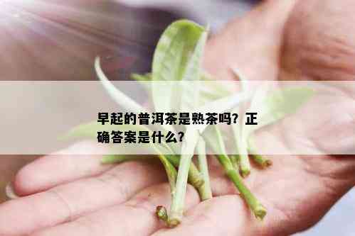 早起的普洱茶是熟茶吗？正确答案是什么？