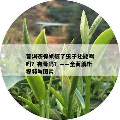 普洱茶棉纸破了虫子还能喝吗？有吗？——全面解析视频与图片