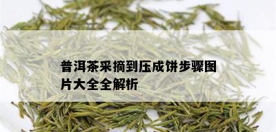 普洱茶采摘到压成饼步骤图片大全全解析