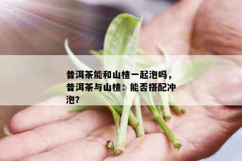 普洱茶能和山楂一起泡吗，普洱茶与山楂：能否搭配冲泡？