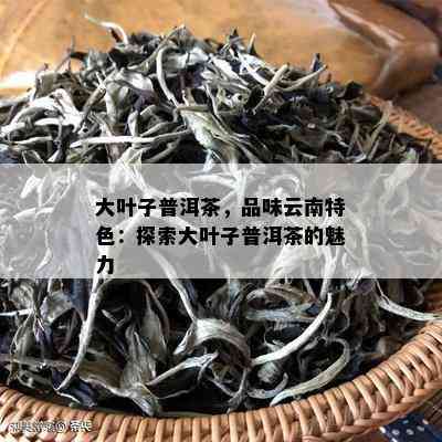 大叶子普洱茶，品味云南特色：探索大叶子普洱茶的魅力