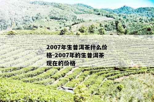 2007年生普洱茶什么价格-2007年的生普洱茶现在的价格