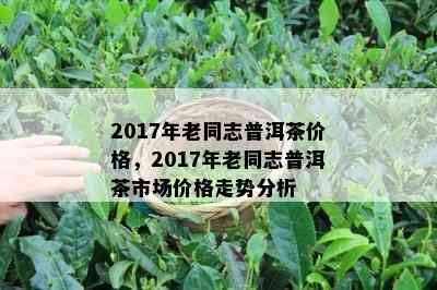 2017年老同志普洱茶价格，2017年老同志普洱茶市场价格走势分析