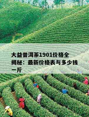 大益普洱茶1901价格全揭秘：最新价格表与多少钱一斤