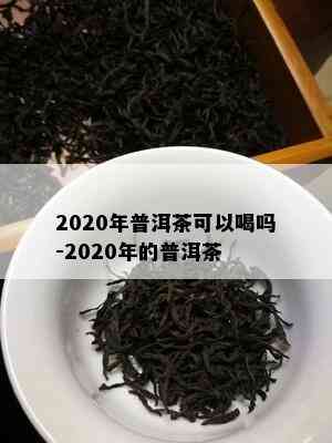 2020年普洱茶可以喝吗-2020年的普洱茶